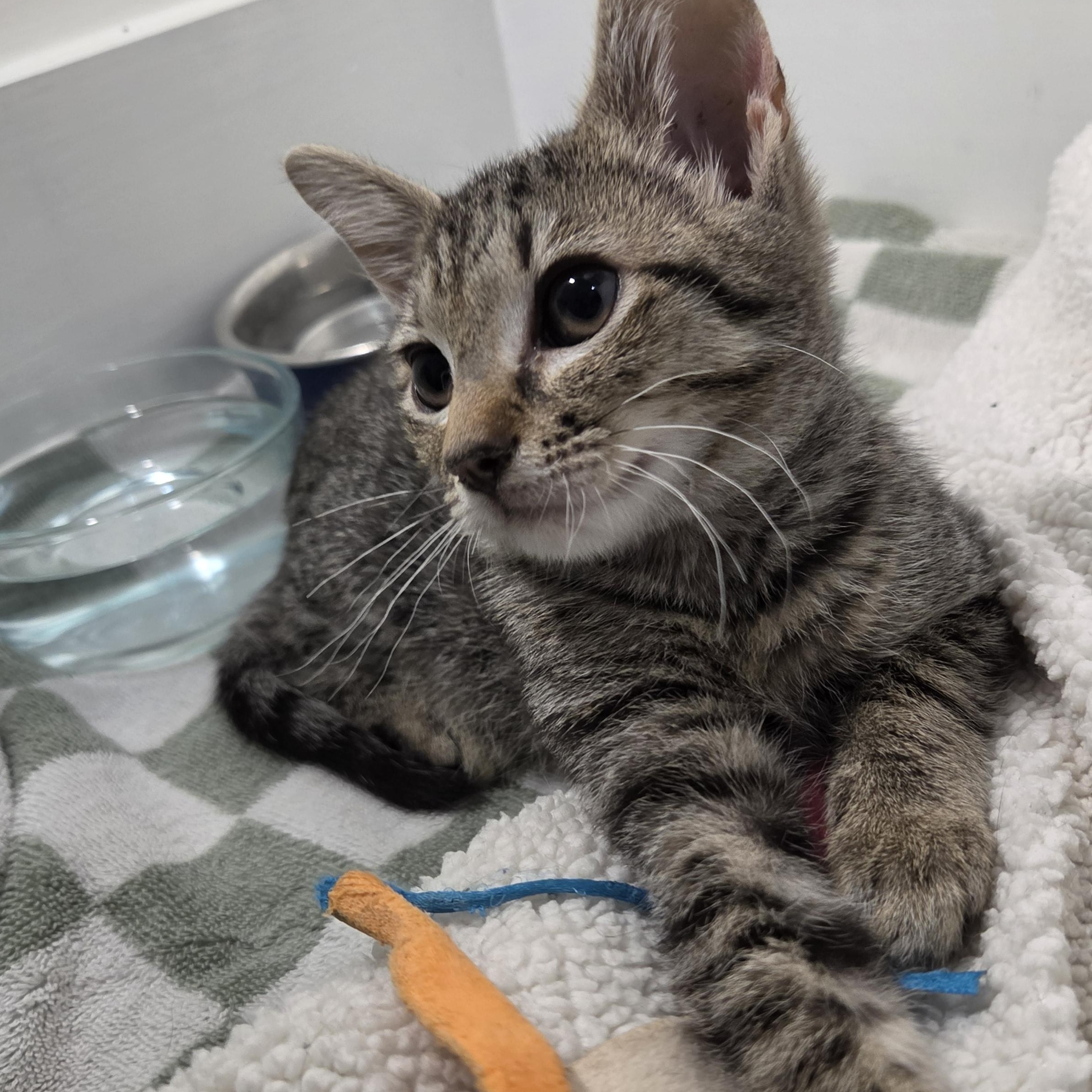 Muñeca, a ADOPTABLE Tabby in Wilmington, NC image 2/6