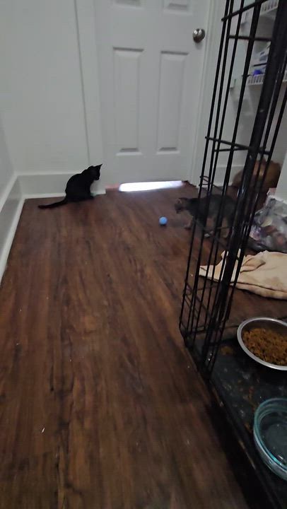 Enlarge Muñeca, a ADOPTABLE Tabby in Wilmington, NC video 5/6