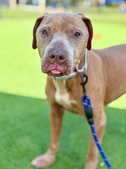 Nikita - 2, Adoptable, Senior Female Labrador Retriever & Weimaraner.