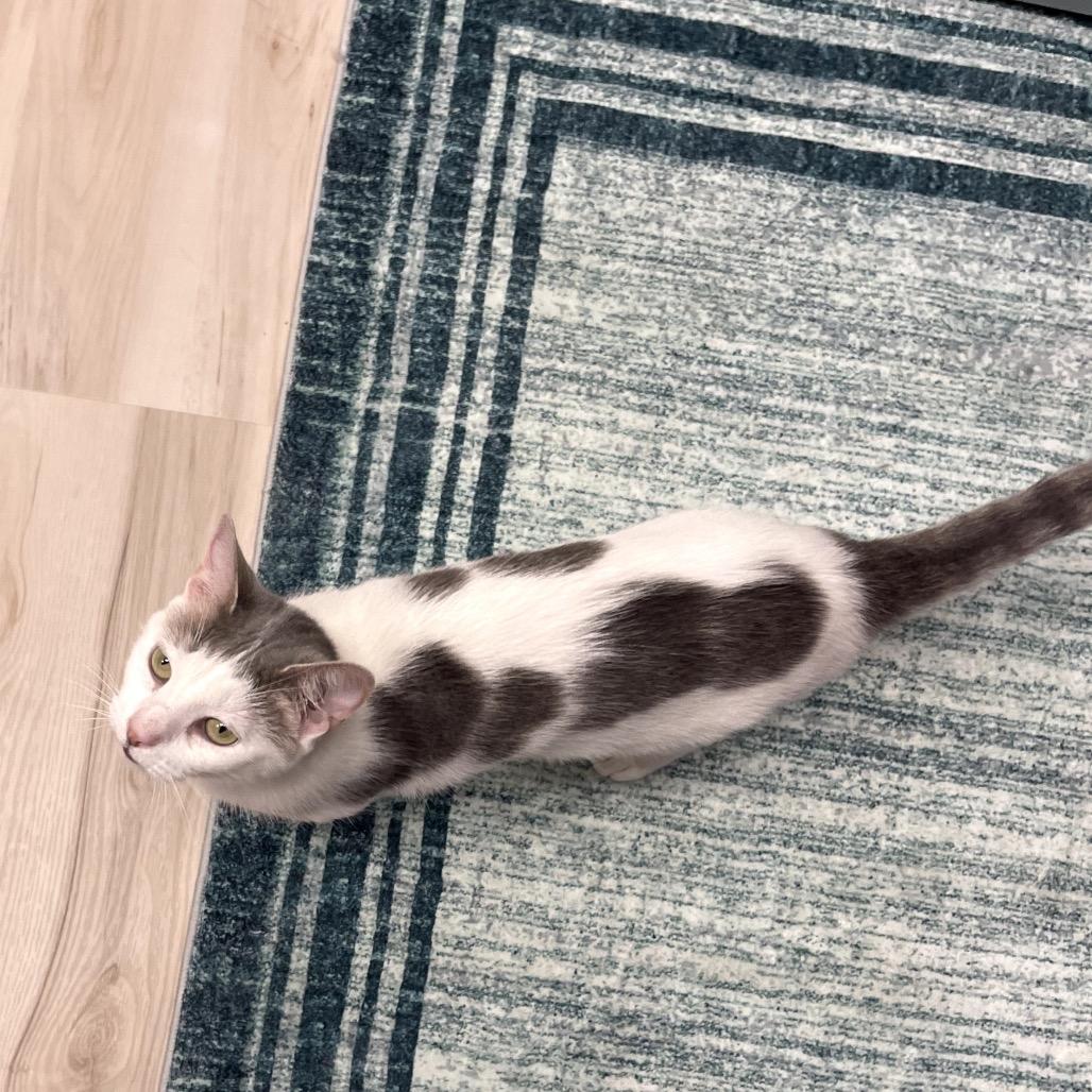 Cookie, a Adoptable Domestic Short Hair in Granville, OH image 1/4