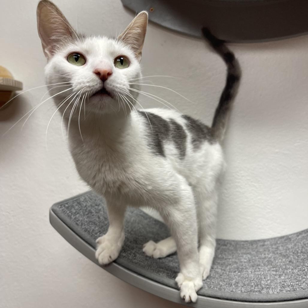 Cookie, a Adoptable Domestic Short Hair in Granville, OH image 2/4