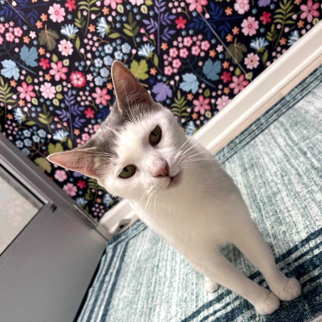 Cookie, a Adoptable Domestic Short Hair in Granville, OH image 3/4