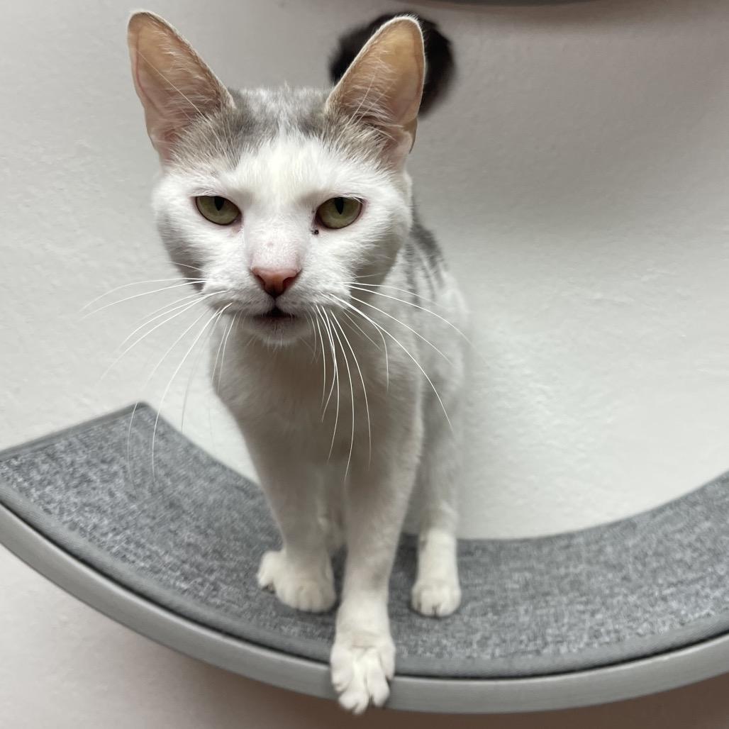 Cookie, a Adoptable Domestic Short Hair in Granville, OH image 4/4