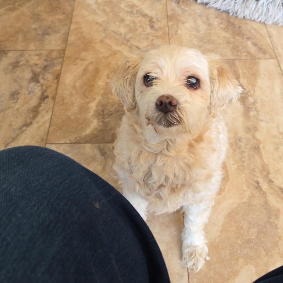 Lily boyd, Adoptable, Senior Female Cockapoo.
