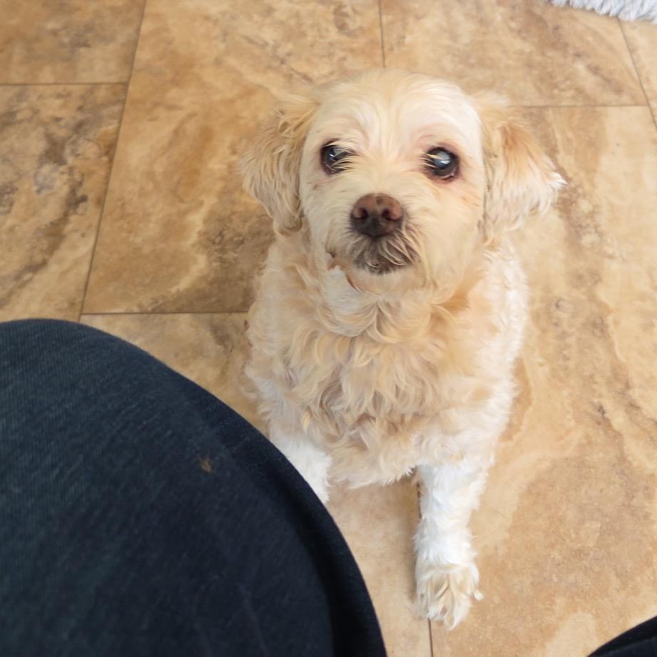 Enlarge Lily boyd, a Adoptable Cockapoo in Tunkhannock, PA image 2/2