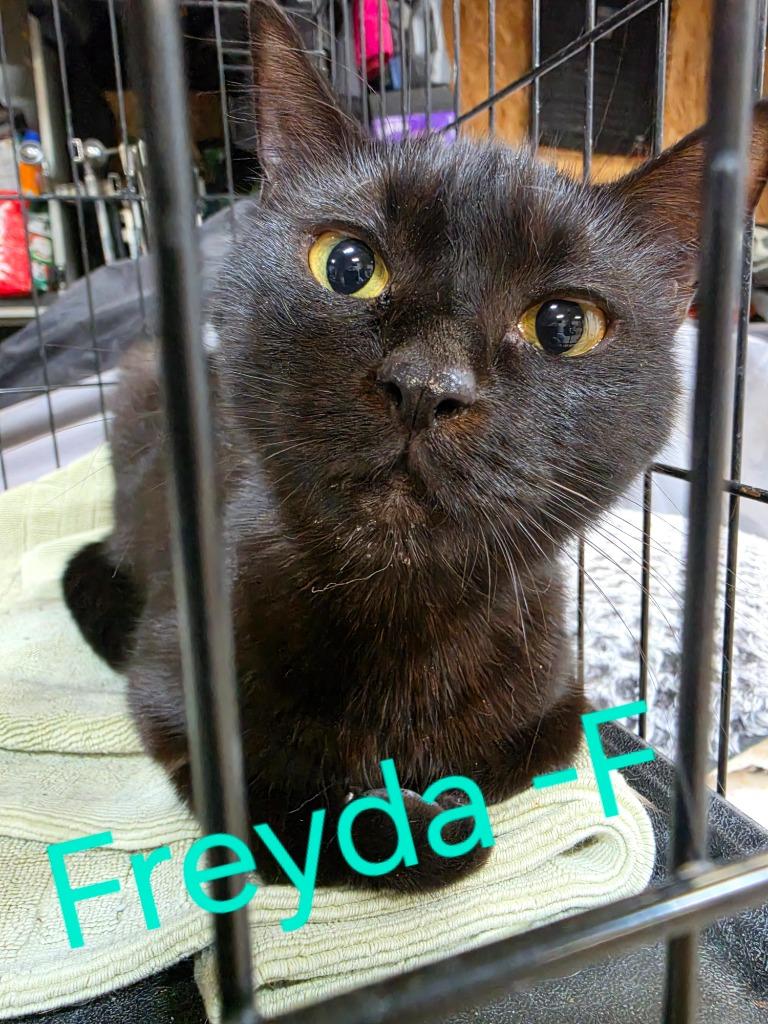 Freyda, a Adoptable Domestic Short Hair in Cloquet, MN image 1/2