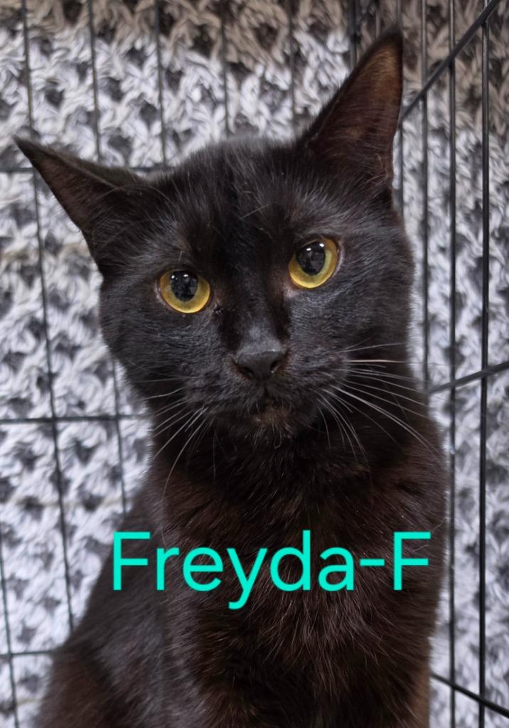 Freyda, a Adoptable Domestic Short Hair in Cloquet, MN image 2/2