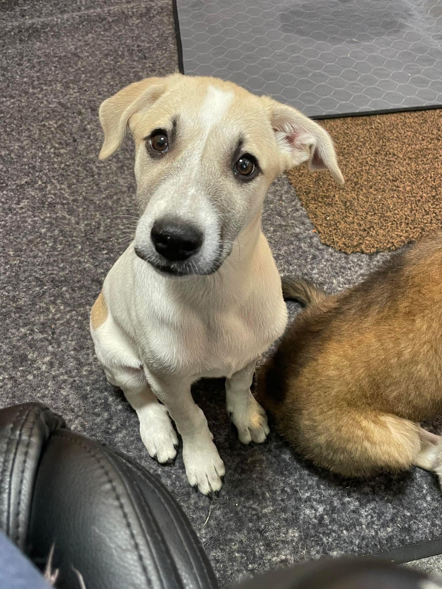 Pearl, a ADOPTABLE mixed breed in Berwick, ME image 2/2