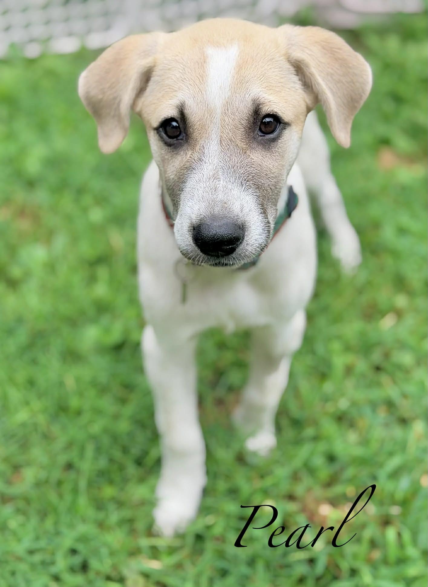 Pearl, ADOPTABLE, Puppy Female Great Pyrenees.