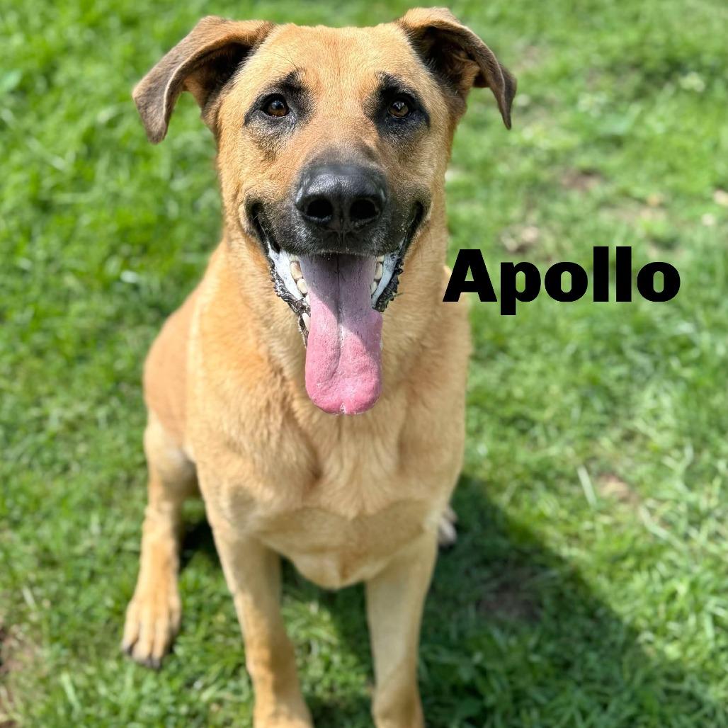 Enlarge Apollo 250551, a Adoptable Mixed Breed in Escanaba, MI image 1/2