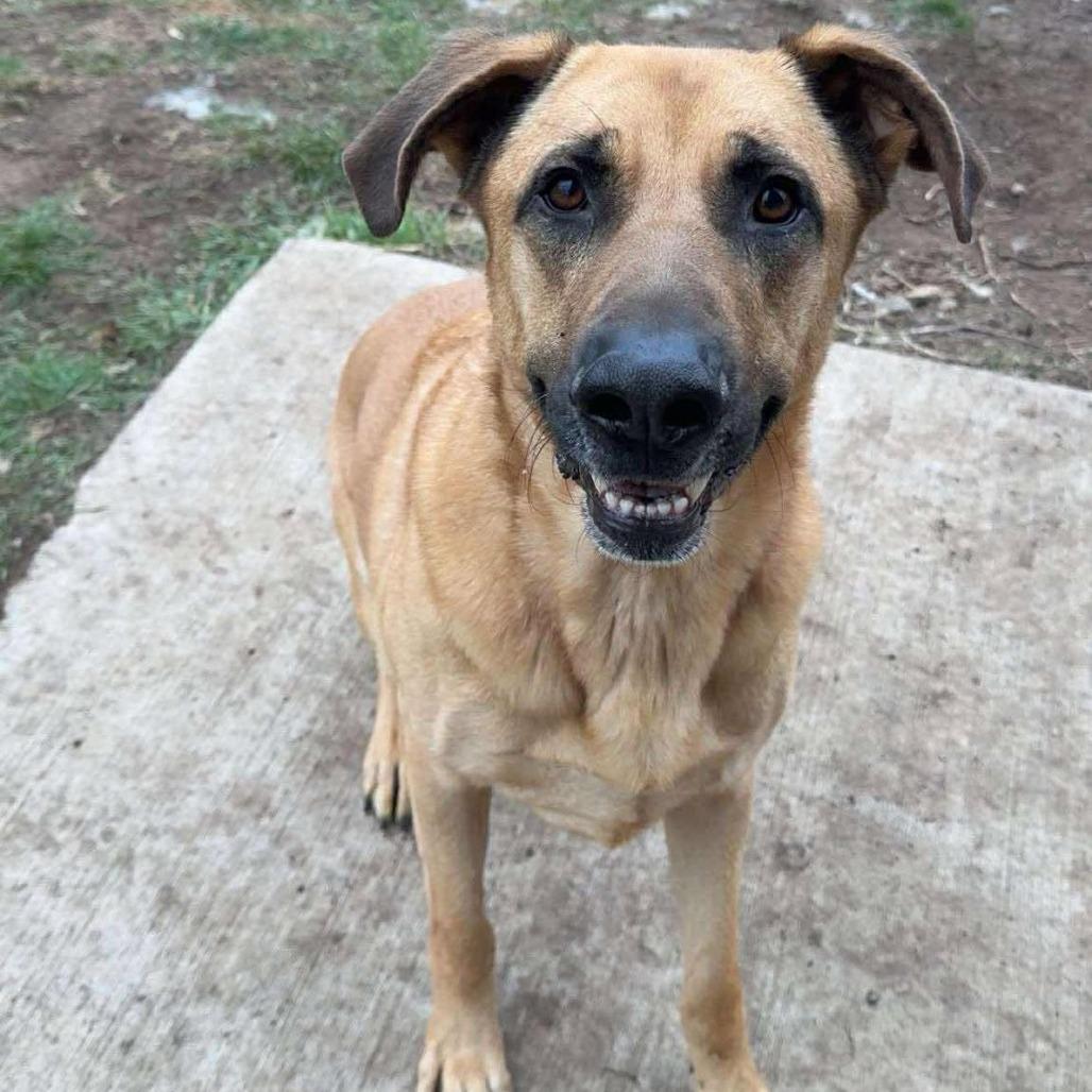 Enlarge Apollo 250551, a Adoptable Mixed Breed in Escanaba, MI image 2/2