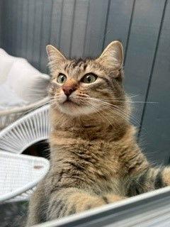 Enlarge Linx, a Adoptable mixed breed in Walnut Creek, CA image 1/3