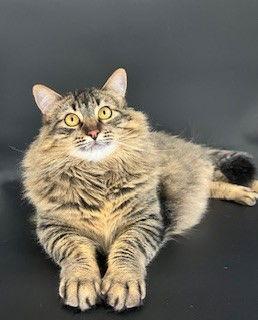 Enlarge Linx, a Adoptable mixed breed in Walnut Creek, CA image 2/3