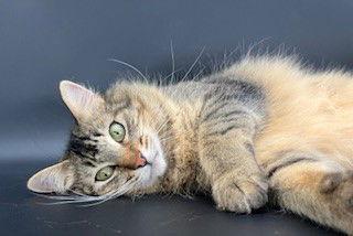 Enlarge Linx, a Adoptable mixed breed in Walnut Creek, CA image 3/3