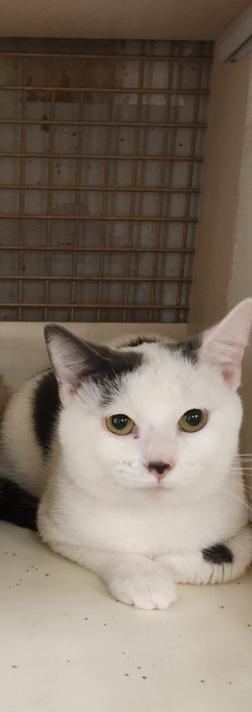 Enlarge Bubba, a Adopted mixed breed in Tampa, FL image 1/1
