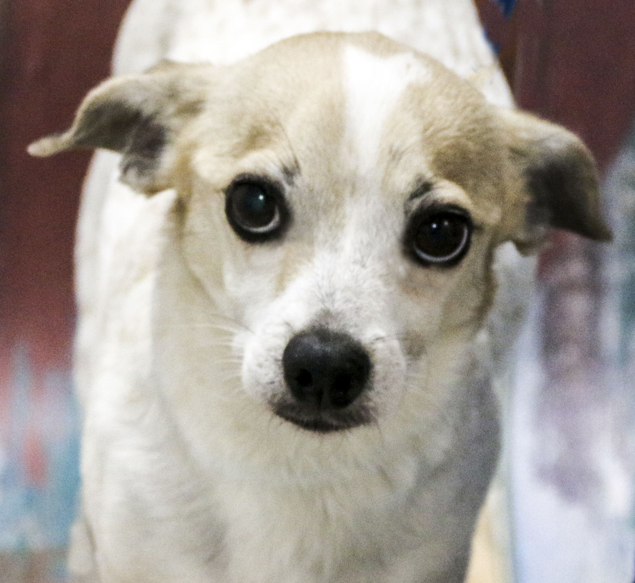 Enlarge Chico, a Adoptable Chihuahua in Casa Grande, AZ image 1/2