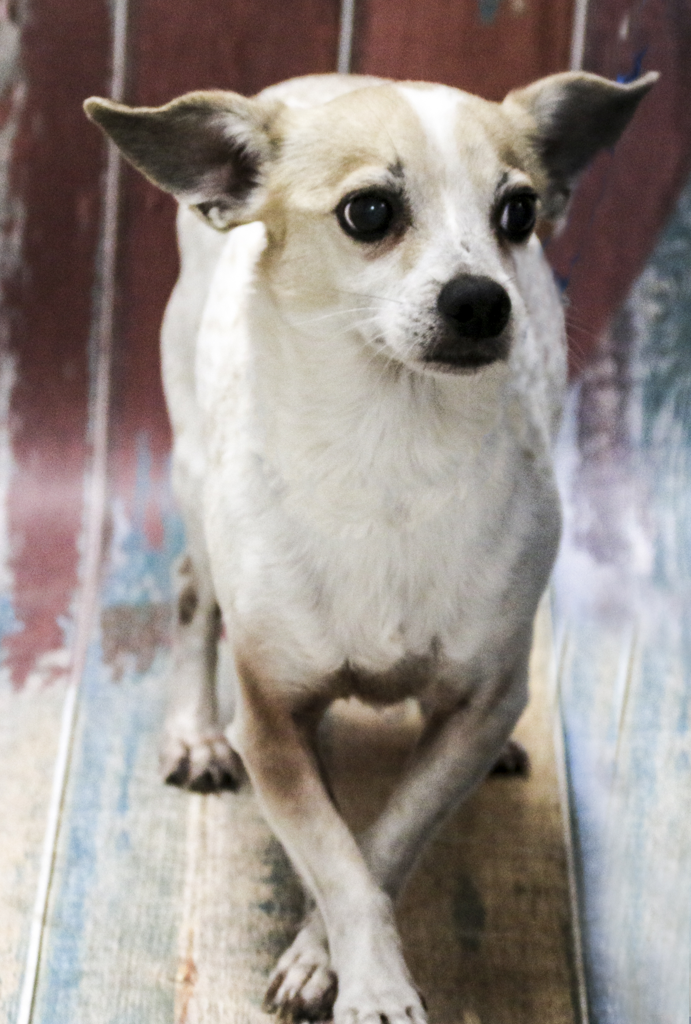 Enlarge Chico, a Adoptable Chihuahua in Casa Grande, AZ image 2/2