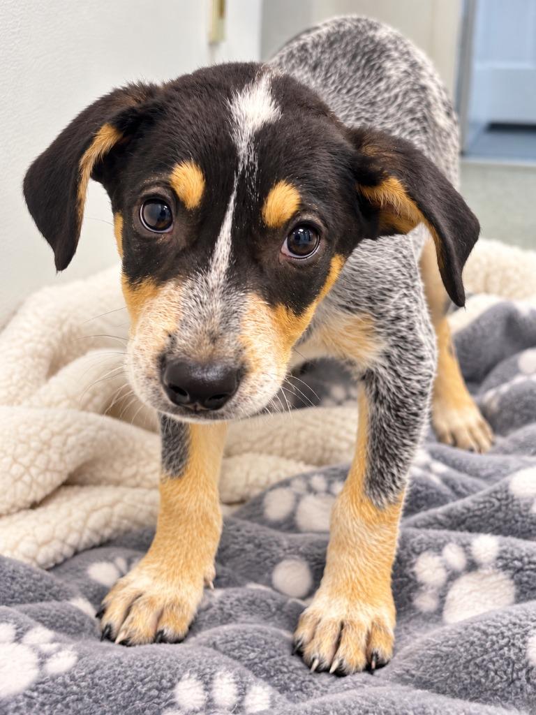 Enlarge Zayden, a Adoptable mixed breed in Seven Points, TX image 1/1