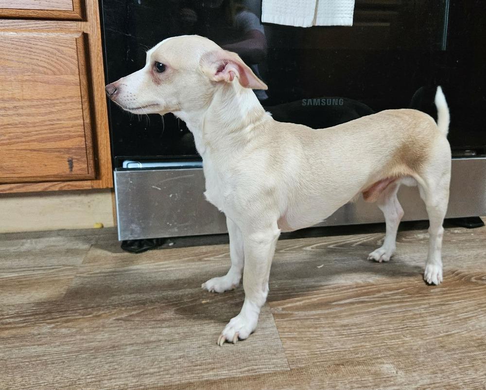 Louie, an adoptable Chihuahua in China Township, MI image 5/6
