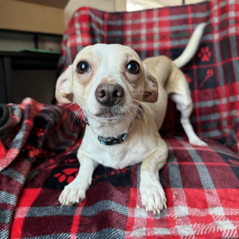 Louie, an adoptable Chihuahua in China Township, MI image 3/6