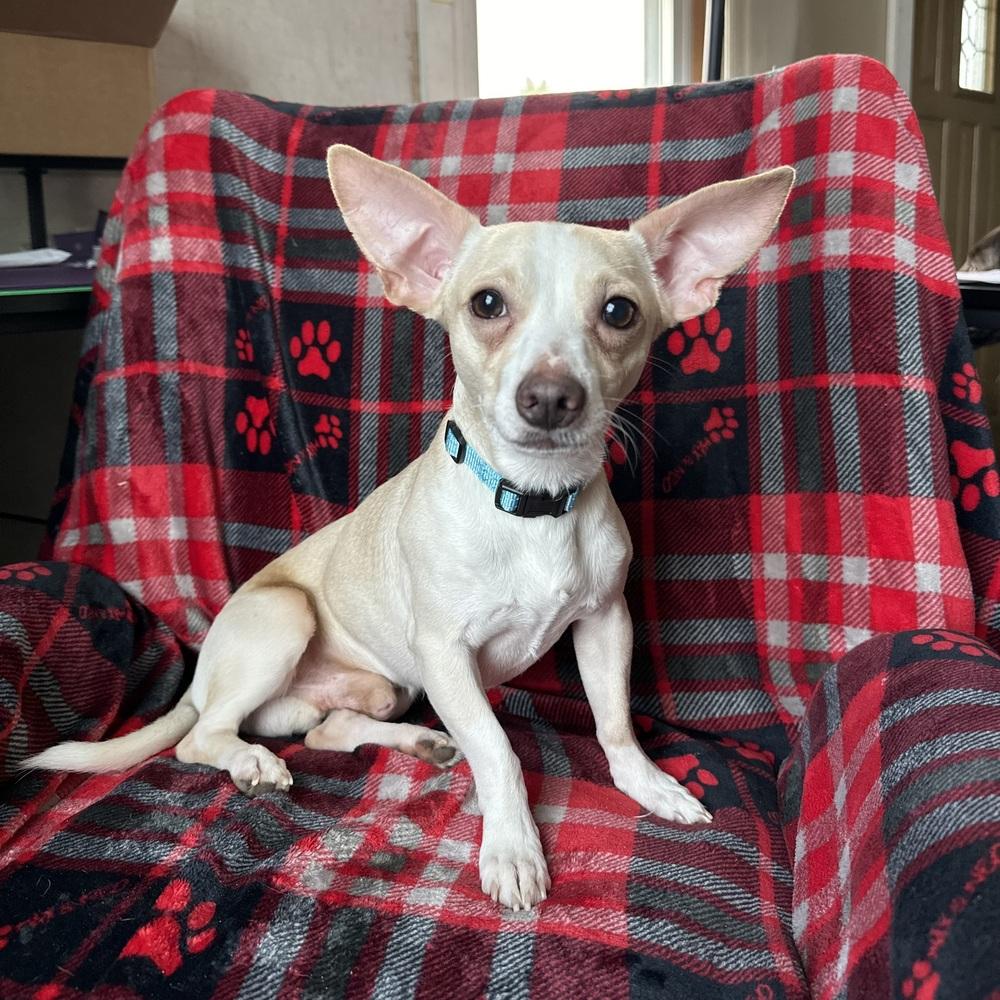 Louie, adoptable, Adult Male Chihuahua.