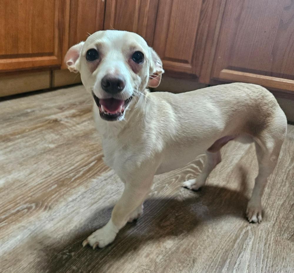 Louie, an adoptable Chihuahua in China Township, MI image 2/6
