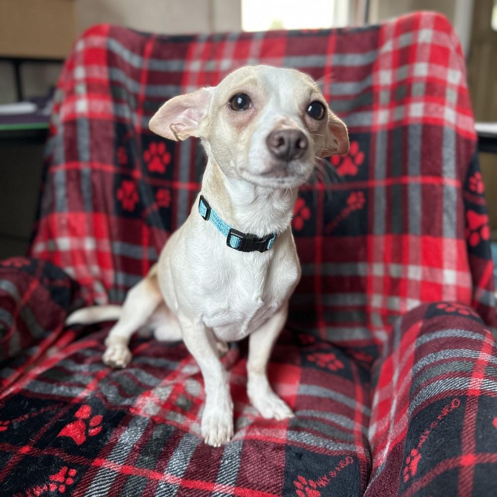 Louie, an adoptable Chihuahua in China Township, MI image 4/6