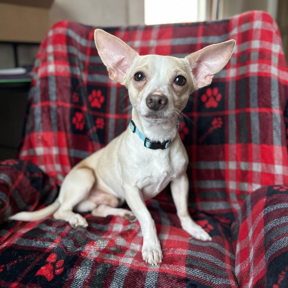 Louie, an adoptable Chihuahua in China Township, MI image 6/6