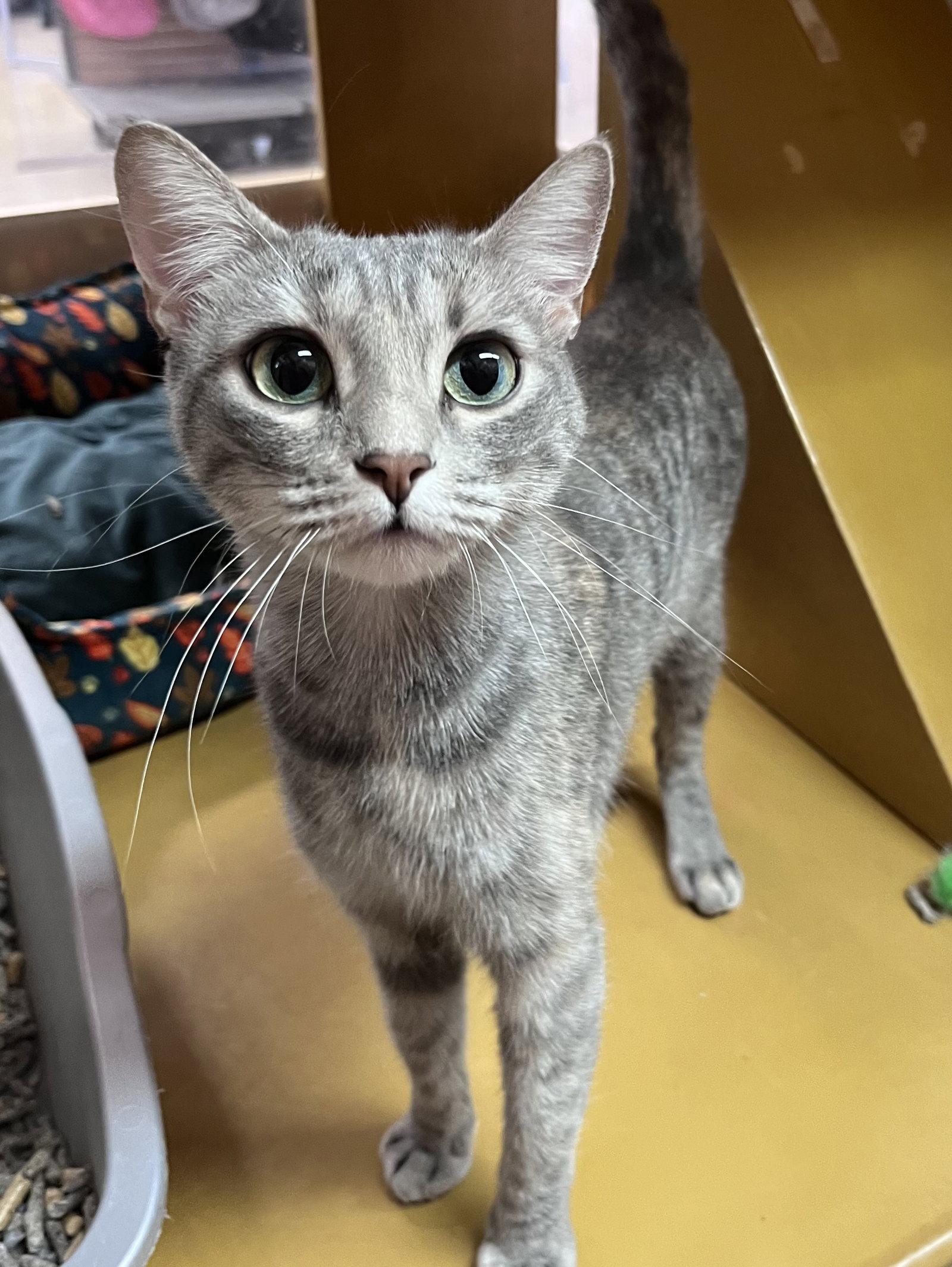 Fleur, Adoptable, Young Female Domestic Short Hair.