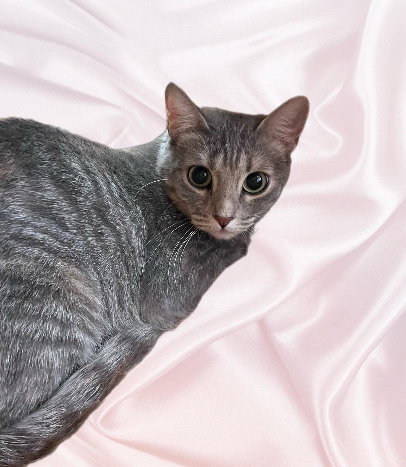 Enlarge Fleur, a Adoptable Domestic Short Hair in Scottsdale, AZ image 2/3