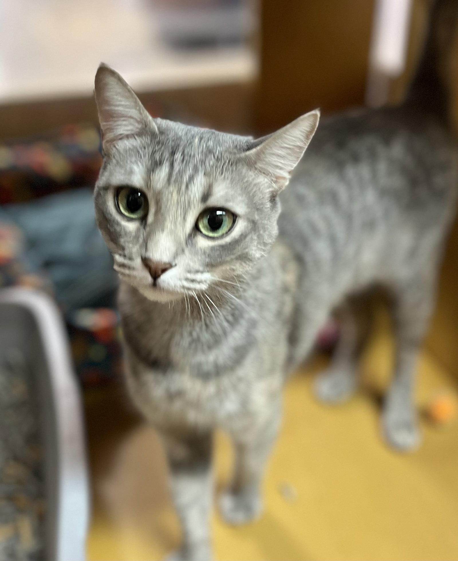 Enlarge Fleur, a Adoptable Domestic Short Hair in Scottsdale, AZ image 3/3