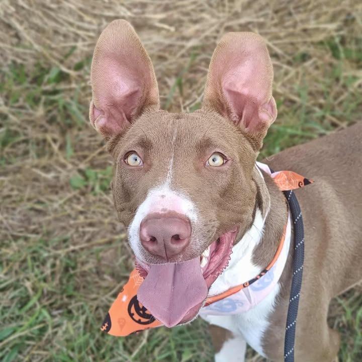 Dora, Adoptable, Young Female Pit Bull Terrier.