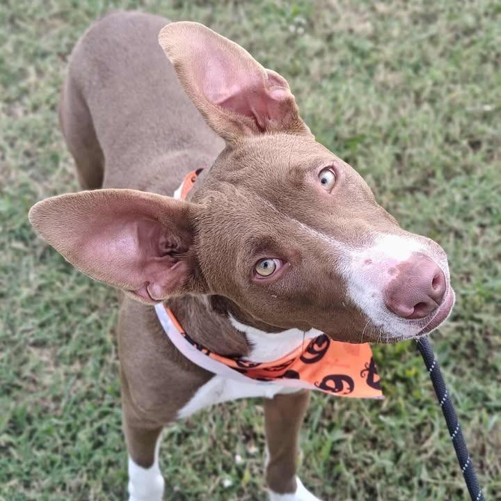 Dora, a Adoptable Pit Bull Terrier in Springdale, AR image 2/6