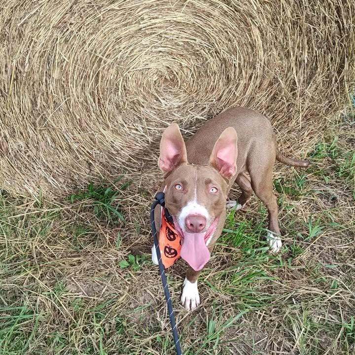 Dora, a Adoptable Pit Bull Terrier in Springdale, AR image 3/6