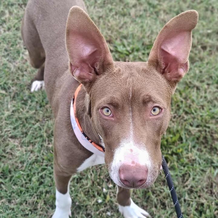 Enlarge Dora, a Adoptable Pit Bull Terrier in Springdale, AR image 3/6