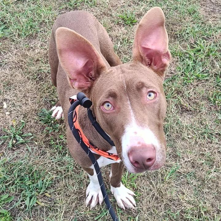 Enlarge Dora, a Adoptable Pit Bull Terrier in Springdale, AR image 6/6