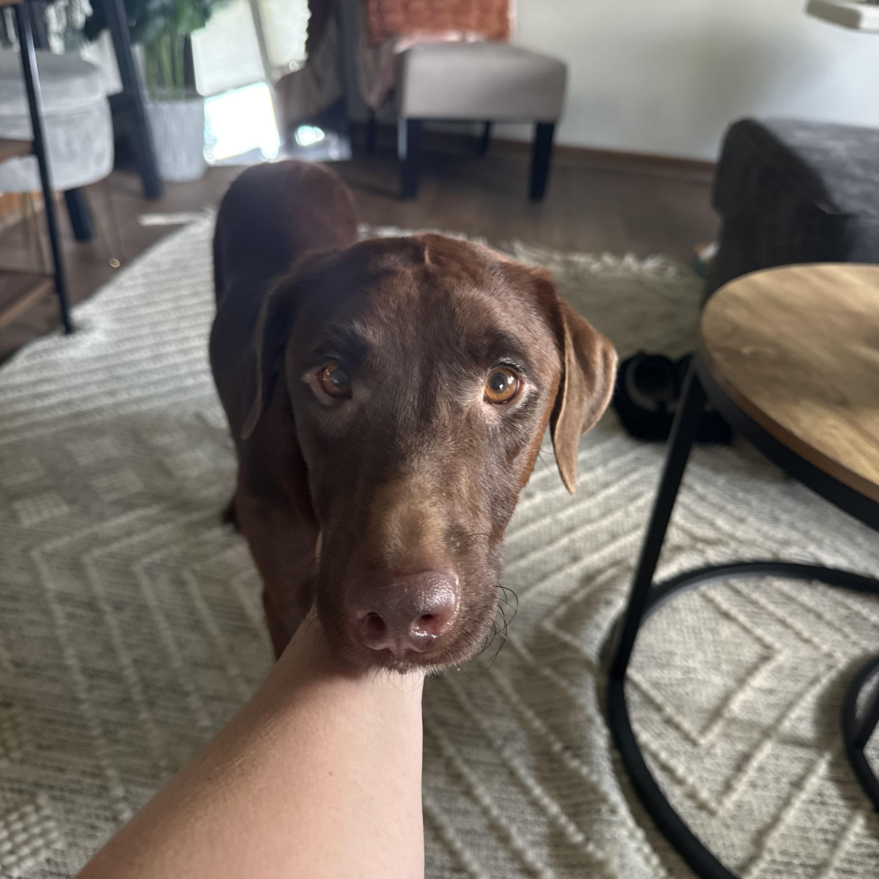 Lucy, Adopted, Adult Female Chocolate Labrador Retriever & Labradoodle.