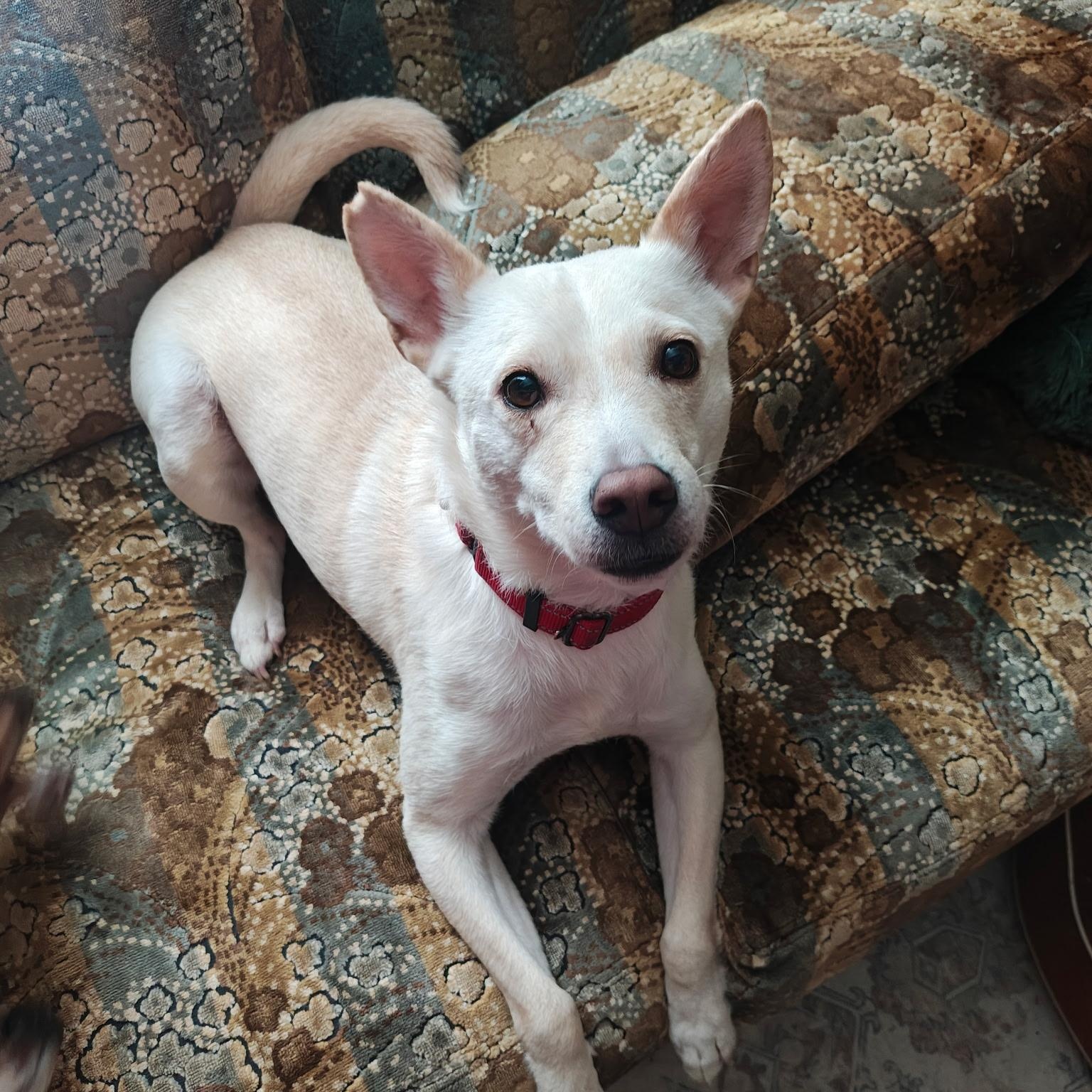 Enlarge LUCKY: "In Foster in Pennsylvania", a Adoptable mixed breed in New York, NY image 5/6