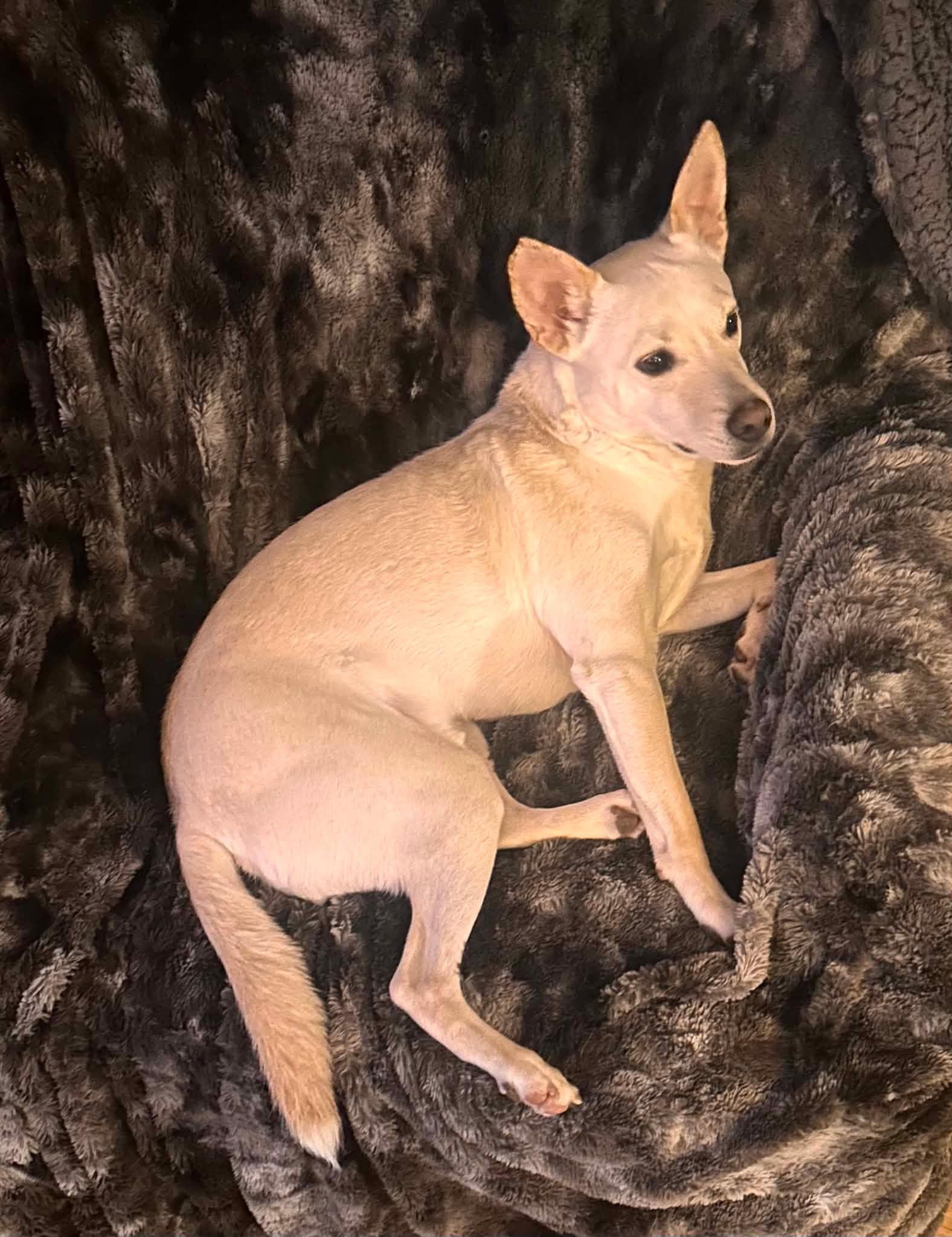LUCKY: "In Foster in Pennsylvania", a Adoptable mixed breed in New York, NY image 6/6