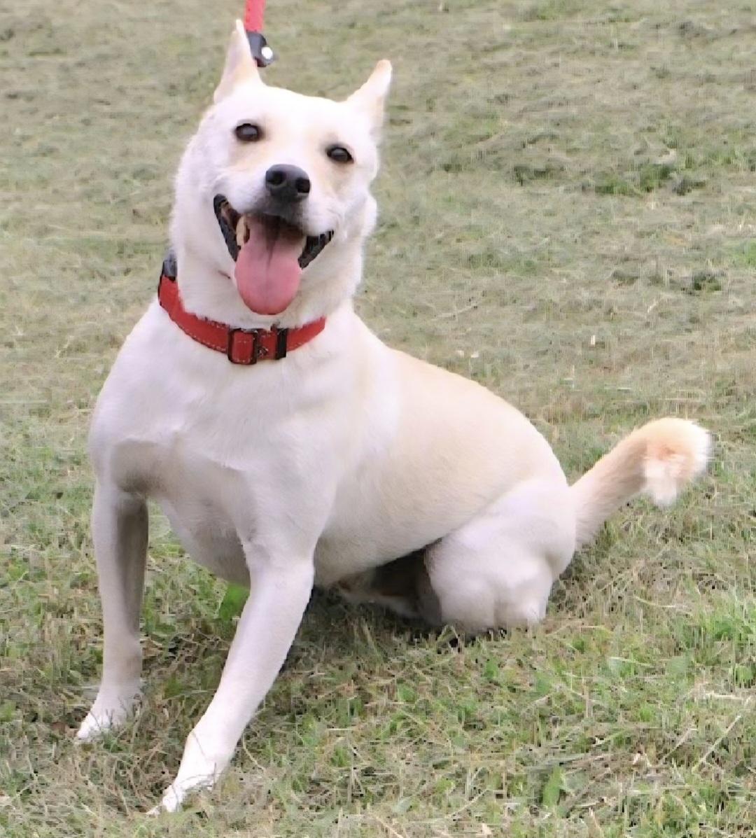 LUCKY: "In Foster in Pennsylvania", a Adoptable mixed breed in New York, NY image 2/6