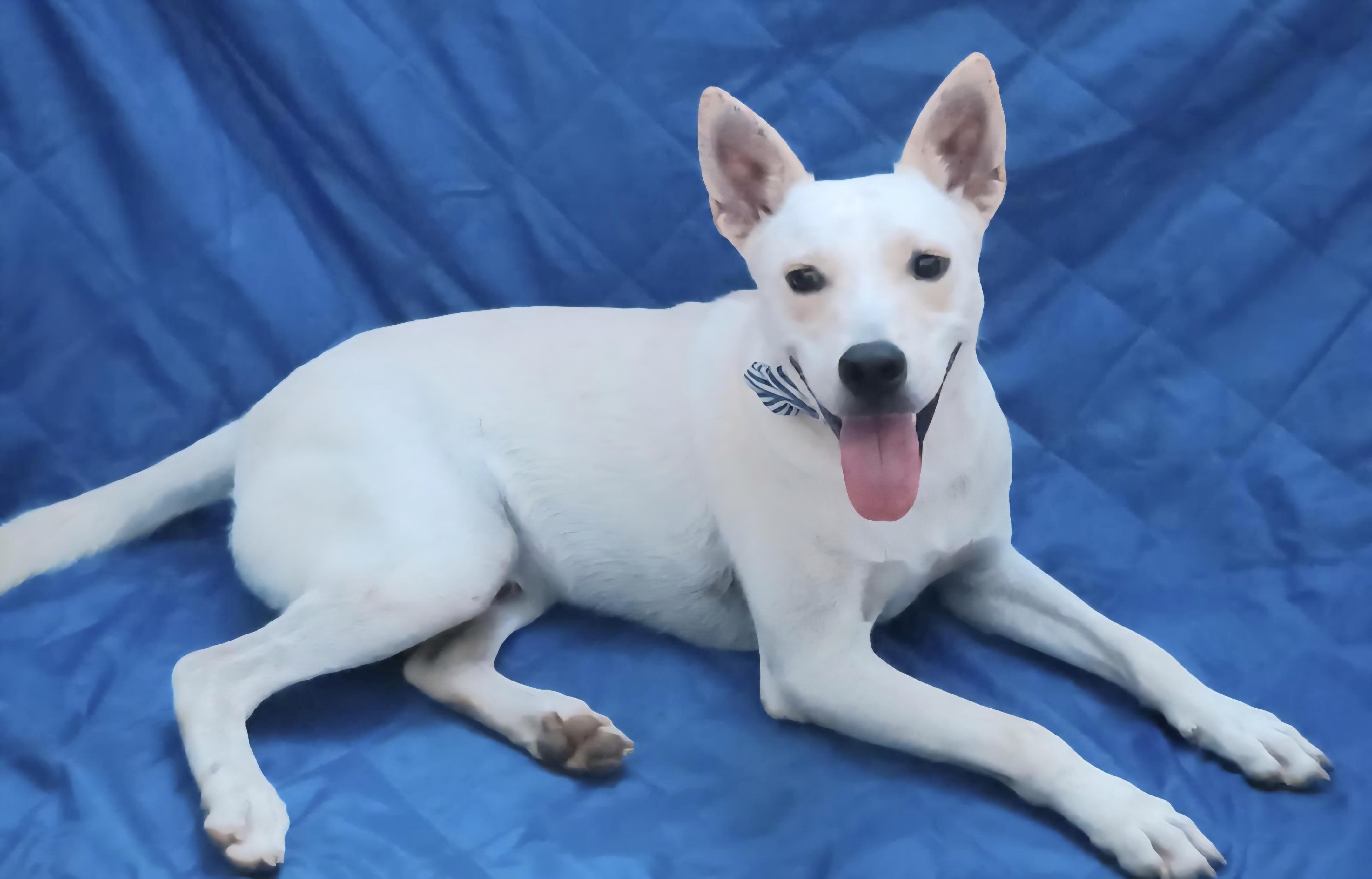 LUCKY: "In Foster in Pennsylvania", a Adoptable mixed breed in New York, NY image 3/6