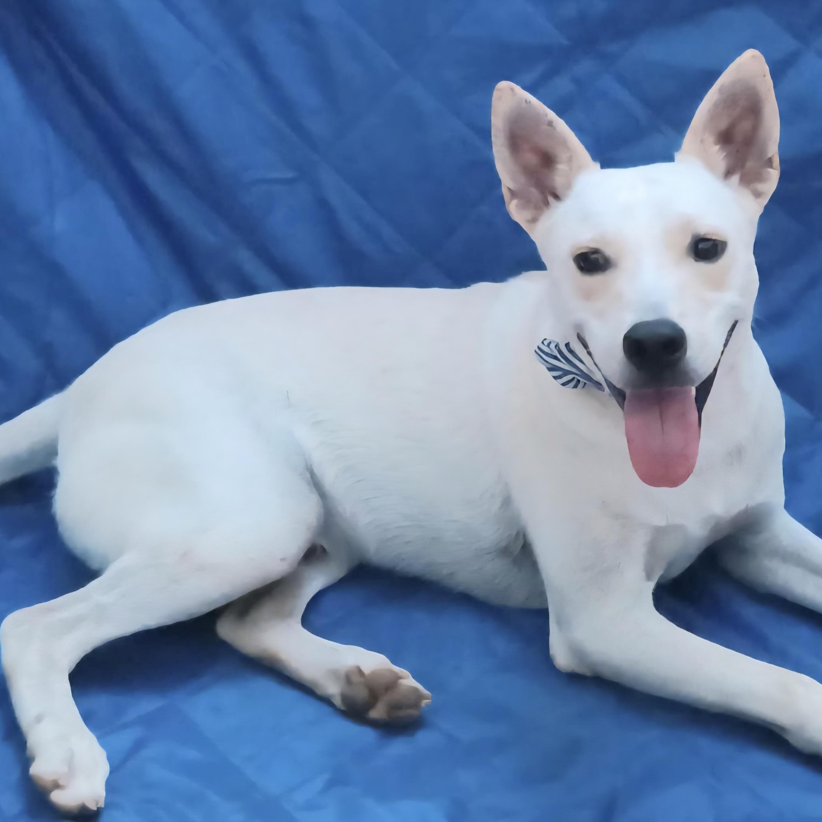 Enlarge LUCKY: "In Foster in Pennsylvania", a Adoptable mixed breed in New York, NY image 4/6