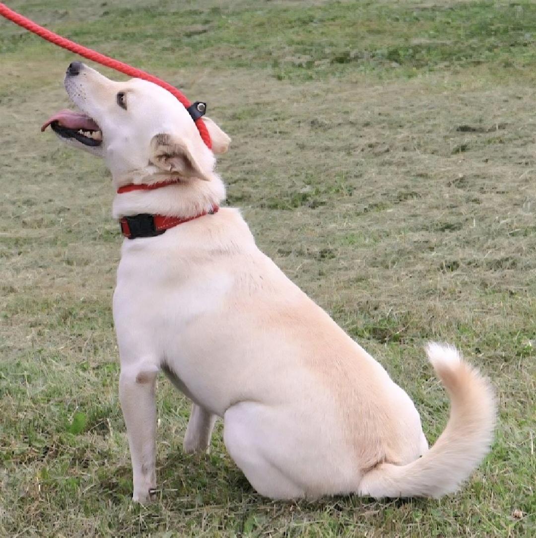 LUCKY: "In Foster in Pennsylvania", a Adoptable mixed breed in New York, NY image 5/6