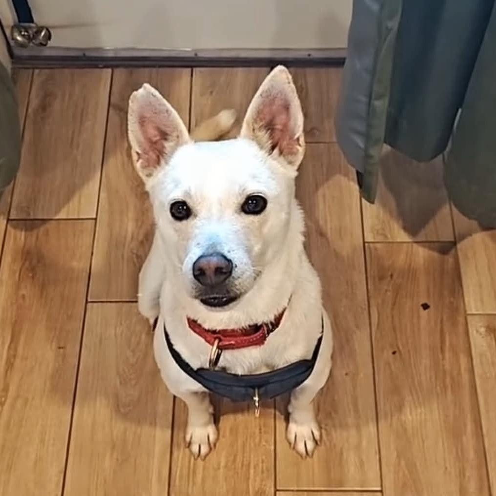 LUCKY: "In Foster in Pennsylvania", a Adoptable mixed breed in New York, NY image 3/6