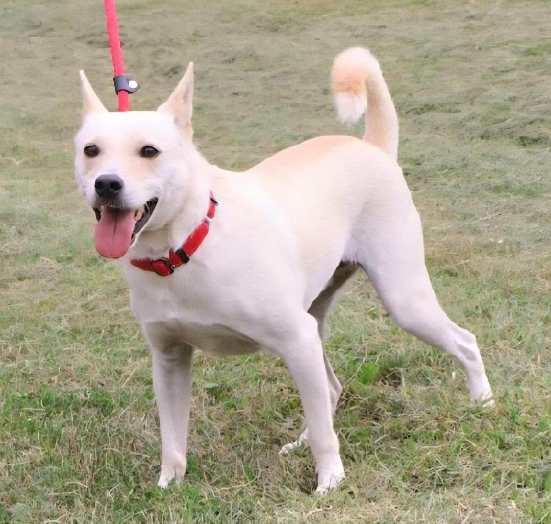 LUCKY: "In Foster in Pennsylvania", a Adoptable mixed breed in New York, NY image 4/6