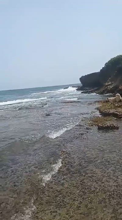 Enlarge LUCKY: "In Foster in Pennsylvania", a Adoptable mixed breed in New York, NY video 6/6