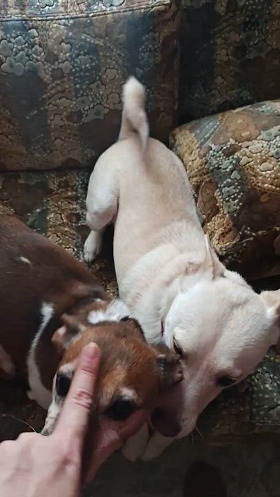 Enlarge LUCKY: "In Foster in Pennsylvania", a Adoptable mixed breed in New York, NY video 6/6