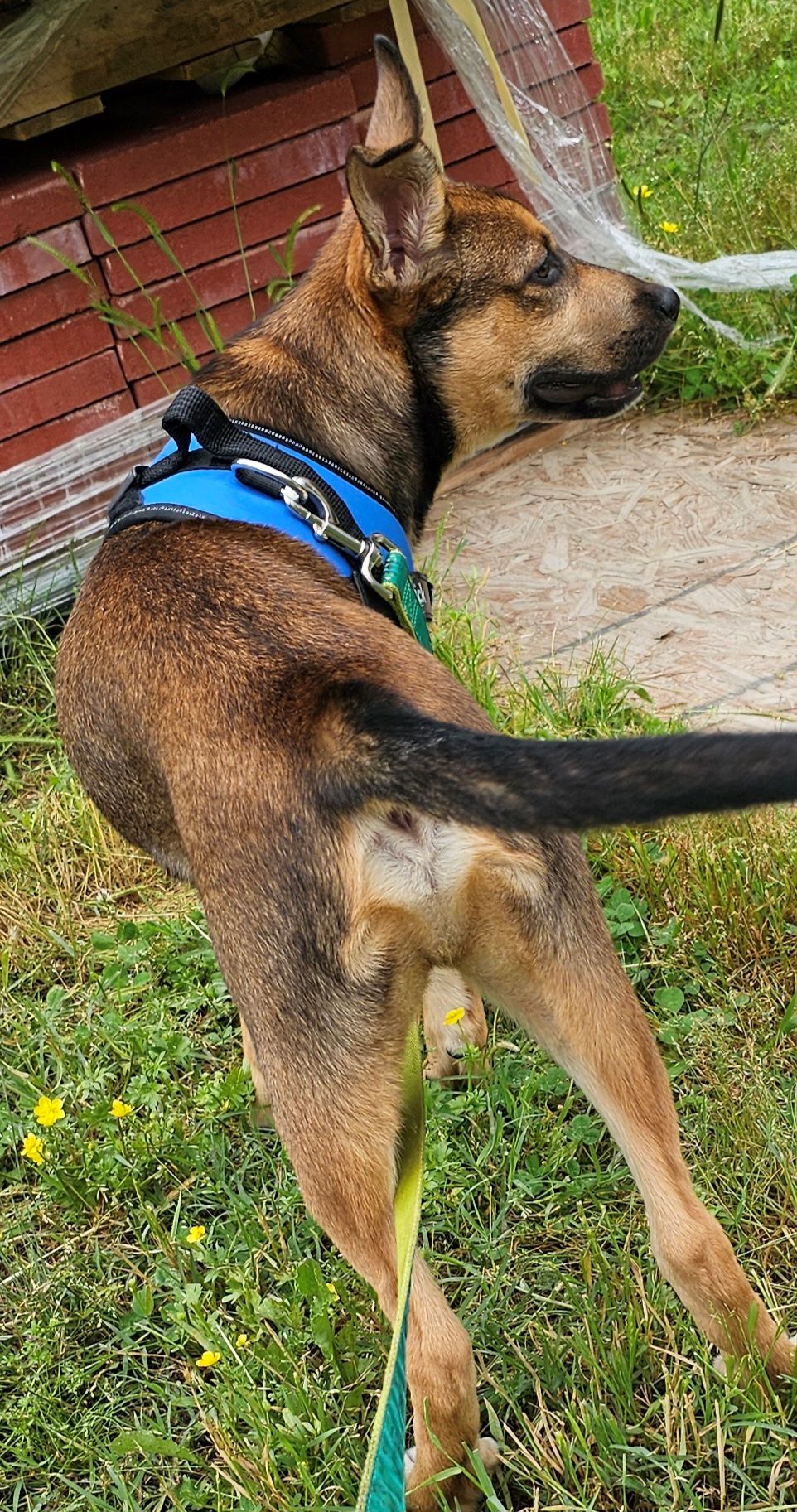Maverick, Adopted, Puppy Male German Shepherd Dog & Shepherd.
