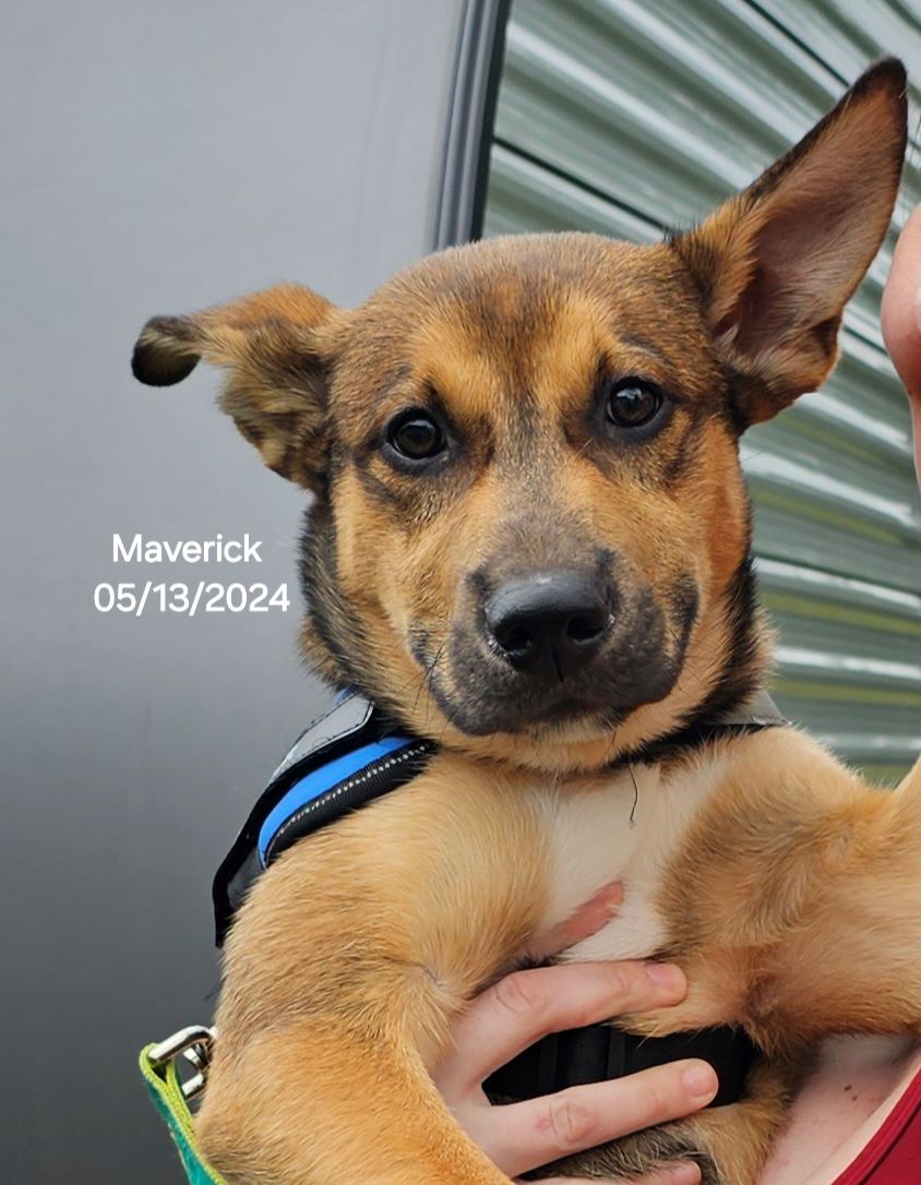 Maverick, a Adopted mixed breed image 3/5