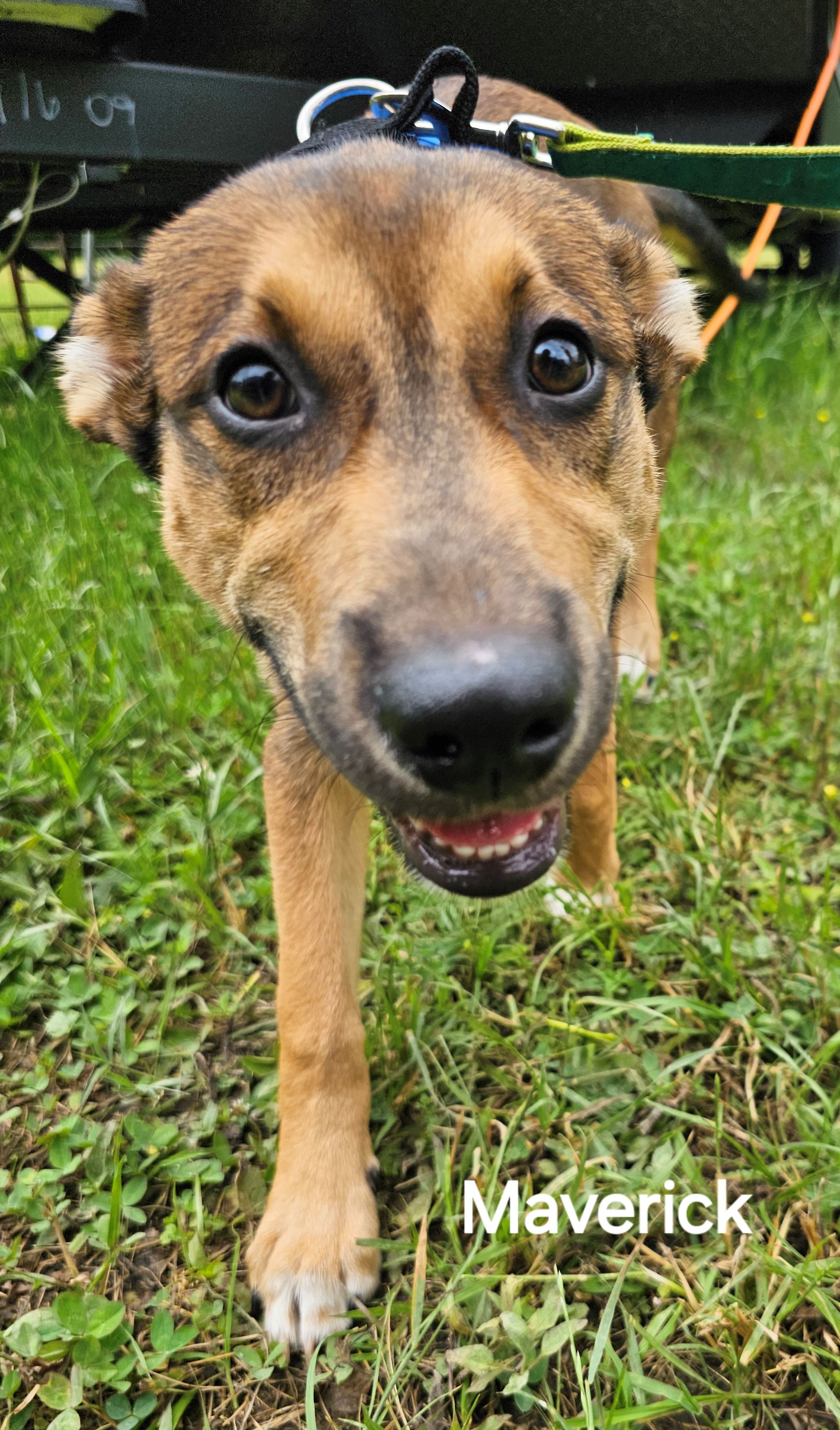 Maverick, a Adopted mixed breed image 4/5